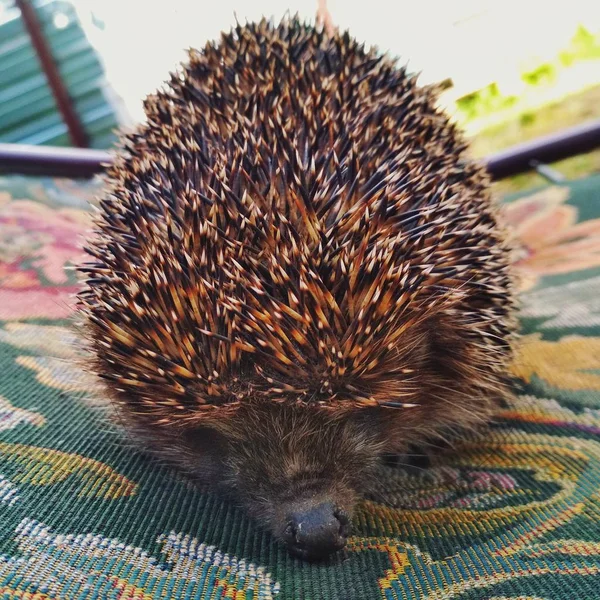 Hedgehog Found Forest — Stock Photo, Image