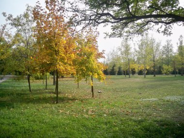 ağaçlar ve çim gün sonbahar park 