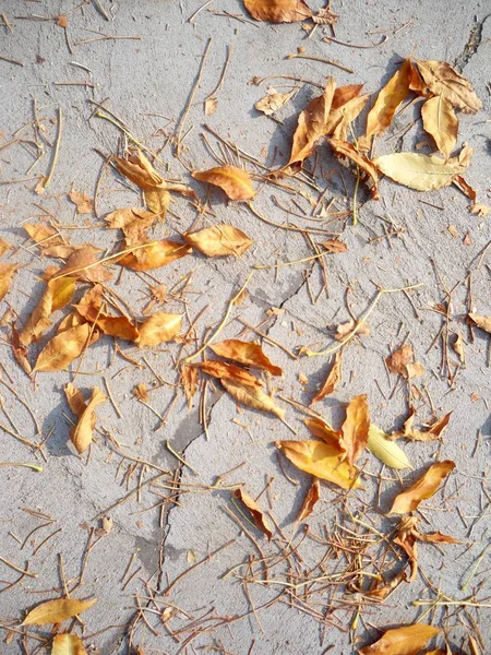 Yellow Leaves Grey Asphalt — Stock Photo, Image