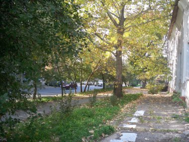 Eski Binası yakınındaki yüksek ağaçlar