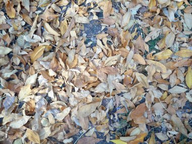 Sarı yapraklar gri asfalt üzerinde