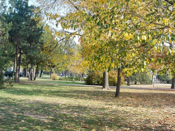 Hermoso Parque Otoño Árboles Día —  Fotos de Stock