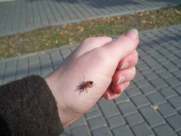 red bug on woman hand against park track