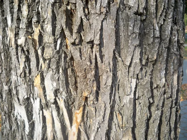 近距离观察老树棕色树皮 — 图库照片