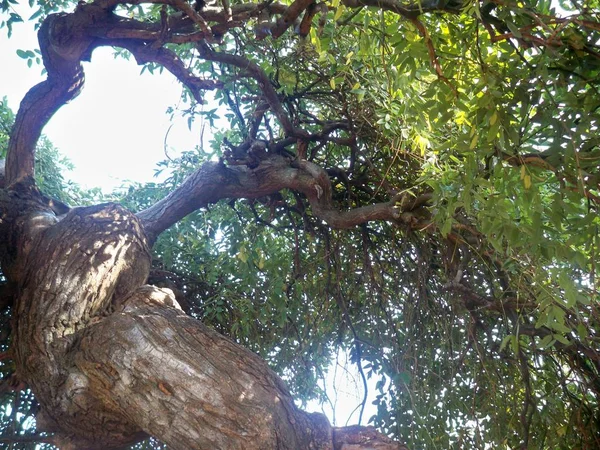 Piękne Stare Drzewa Liści Przeciwko Czyste Niebo Słoneczny Dzień — Zdjęcie stockowe