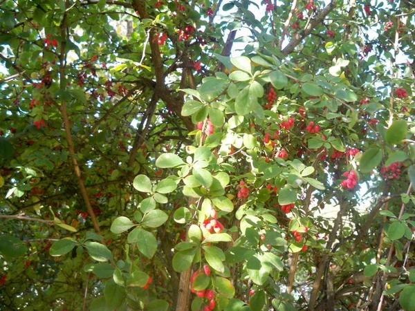 Aglomerados Barberries Vermelhos Brilhantes Ramos Arbusto Verdes — Fotografia de Stock