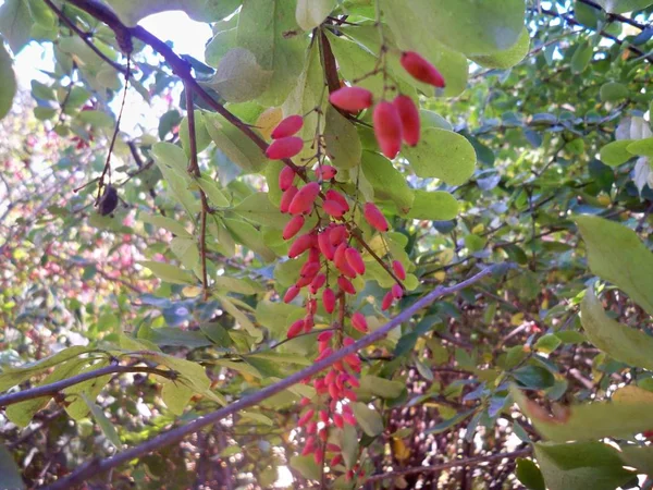 Bright Red Barberries Clusters Green Bush Branches — Stock Photo, Image