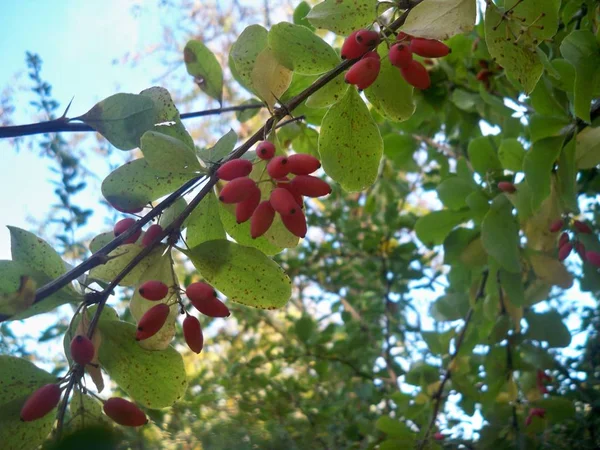 緑のブッシュの枝に明るい赤 Barberries クラスター — ストック写真