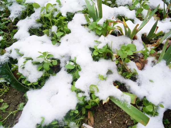 Primo Piano Neve Fresca Che Copre Piante Verdi Terra — Foto Stock