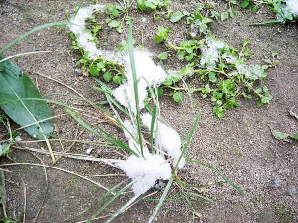 Primo Piano Neve Fresca Che Copre Piante Verdi Terra — Foto Stock