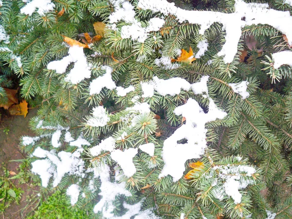 Ramos Abeto Sempre Verdes Cobertos Com Neve Fresca Dia Frio — Fotografia de Stock