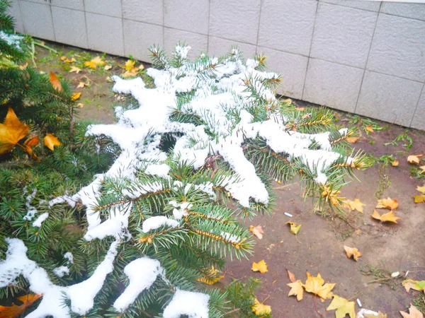 Jehličnaté Smrkové Větve Pokryté Čerstvým Sněhem Chladný Den — Stock fotografie
