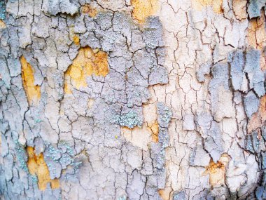 Görünüm eski parlak ağaç kabuğu, güneş ışığı kapatmak