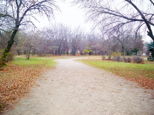 秋の公園で裸木間の空き地の方法 — ストック写真