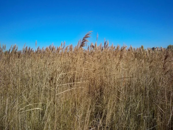 晴れた秋の日に澄んだ青空の下で乾燥した葦の植物の大規模なフィールド — ストック写真