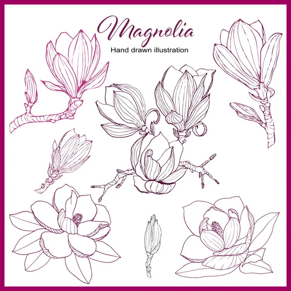 Kolekcja Magnolia Zestaw Ręcznie Rysowanych Elementów Kwiatowych Vectorial Kwiaty Dla — Wektor stockowy