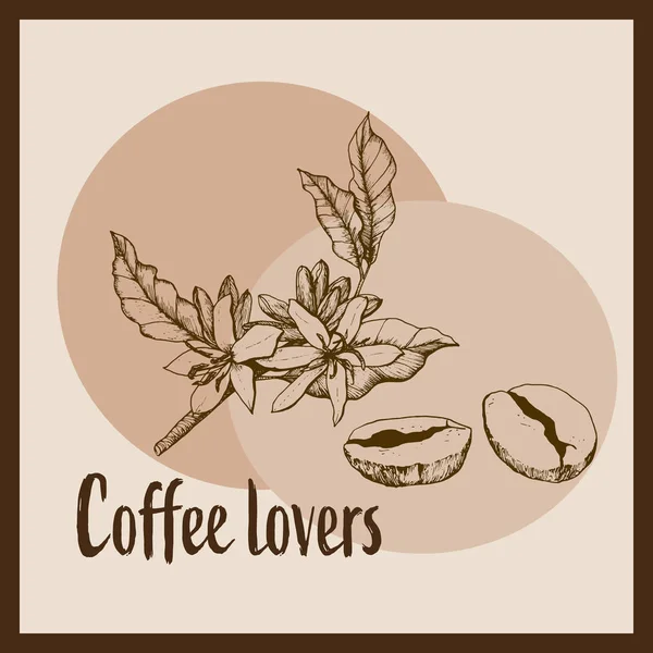 Handgezeichnete Illustration Von Kaffeeblumen Und Geröstetem Kaffee Kaffeeliebhaber — Stockvektor