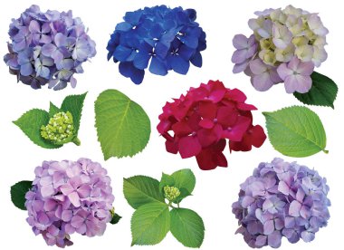 Beyaz arka planda izole ortanca çiçek koleksiyonu