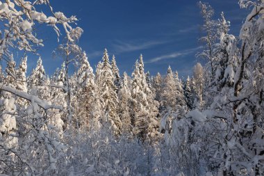 Karelya 'da karla kaplı ladin ormanı açık güneşli bir kış gününde