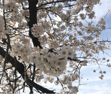Güzel Sakura ağacı Japonya'da üzerinde