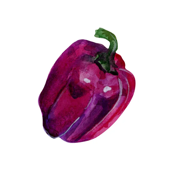 ピーマンの水彩要素 白の背景に紫胡椒 バナー ウェブサイト メニュー 包装紙に使用することができます 手描きの健康食品 — ストック写真