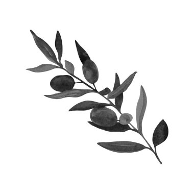 Suluboya zeytin dalı. Resim suluboya boya ile boyanmıştır. Beyaz arka plan. Resim elle çizilir. Yazdırma, kağıt tasarımı, tipografi, duvar kağıdı, tekstil.
