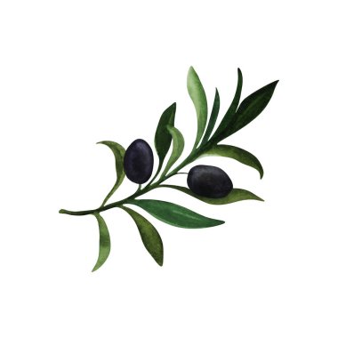 Suluboya zeytin dalı. Resim suluboya boya ile boyanmıştır. Beyaz arka plan. Resim elle çizilir. Yazdırma, kağıt tasarımı, tipografi, duvar kağıdı, tekstil.