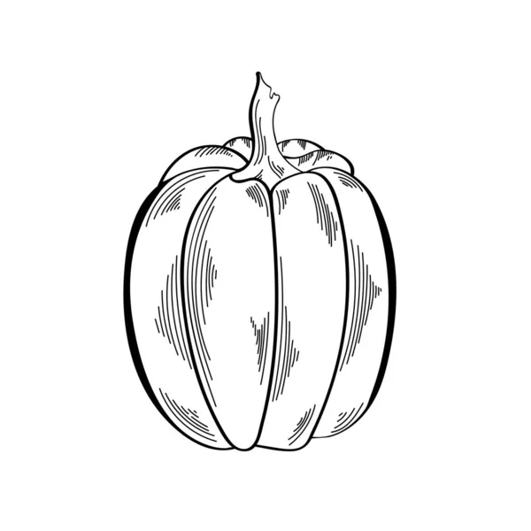 Векторный Элемент Монохромная Декоративная Тыква Иллюстрация Осенних Овощей Элемент Дизайна — стоковый вектор