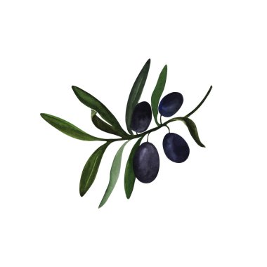 Suluboya zeytin dalı. Resim suluboya boya ile boyanmıştır. Beyaz arka plan. Resim elle çizilir. Yazdırma, kağıt tasarımı, tipografi, duvar kağıdı, tekstil.