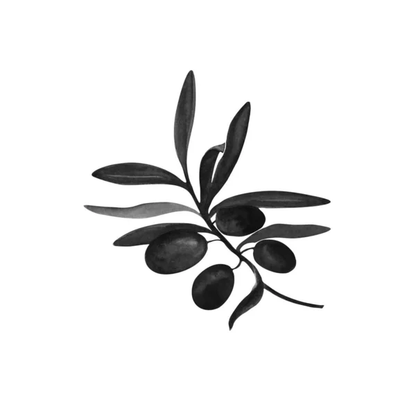 Watercolor Olive Branch Illustration Painted Watercolor Paint White Background Picture — Stock Photo, Image