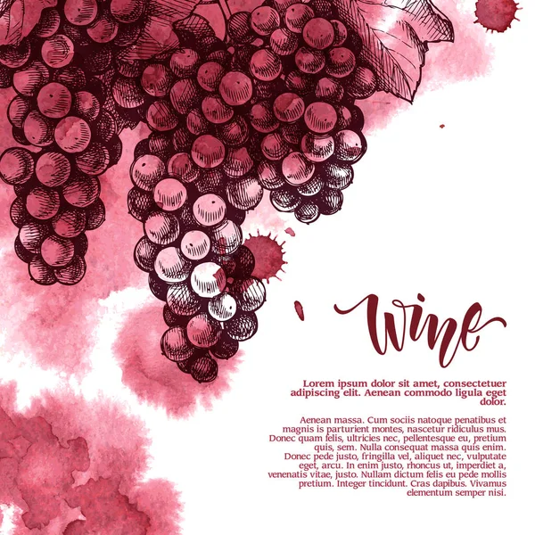 Macchie di vino e schizzo disegnato a mano illustrazione delle uve — Vettoriale Stock