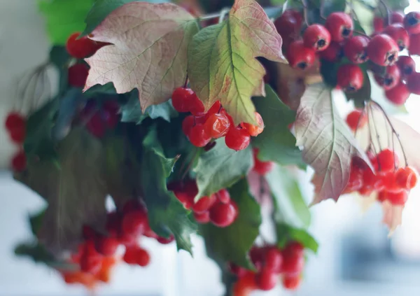 Guelder Rose Fruits Leaves Branches Fall — Stock Photo, Image