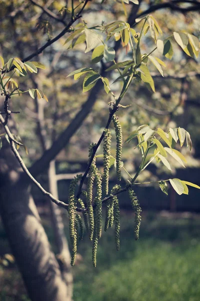 Blossoming Walnut Tree Springtime Close — Stock Photo, Image