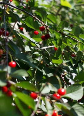 olgun tatlı kiraz dallar yaz aylarında ile Vişne Bahçesi