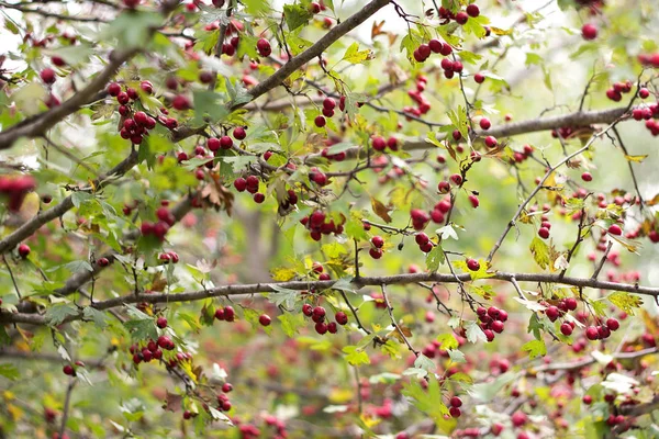 Baies Rouges Sucrées Aubépine Accrochées Aux Branches Automne — Photo