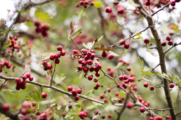 Zoete Bessen Van Haagdoorn Hangen Takken Herfst — Stockfoto