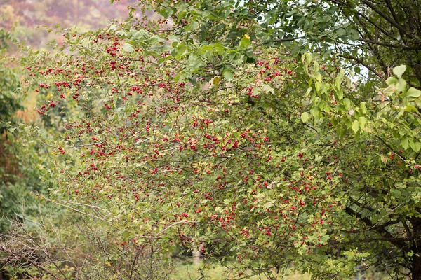 Olgun Kırmızı Meyveler Alıç Ağacı Üzerinde Sonbaharda Dallarda Asmak — Stok fotoğraf
