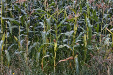 Kırsal alanlarda olgun yeşil mısır tarlasında