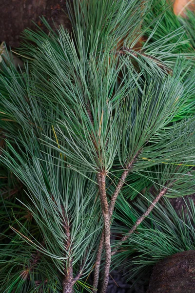 Zielona Gałązka Drzewa Iglaste Długich Igieł — Zdjęcie stockowe