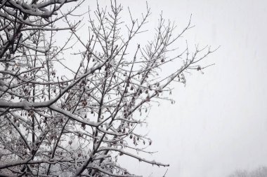 Kışın kar fırtınası sırasında karla kaplı ağaç dalları