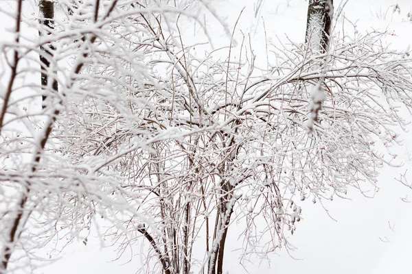 や茂みは 冬時間で雪で覆われました — ストック写真