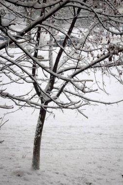 Kışın kar fırtınası sırasında karla kaplı ağaçlar