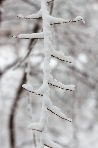 Tree Branches Covered Snow Winte — 图库照片