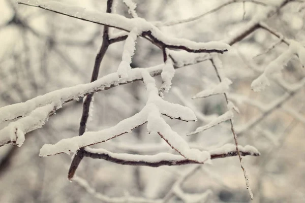 冬天被雪覆盖的树枝 — 图库照片