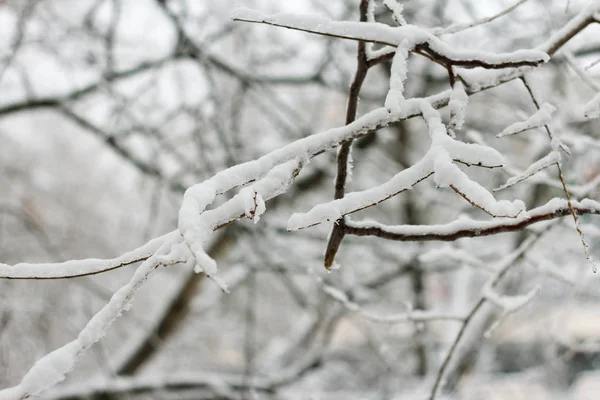 Kışın Kar Fırtınası Sırasında Karla Kaplı Ağaç — Stok fotoğraf