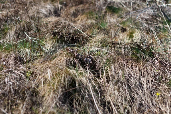 Bir Bahar Sırasında Kurutulmuş Çim Yakın Çekim — Stok fotoğraf