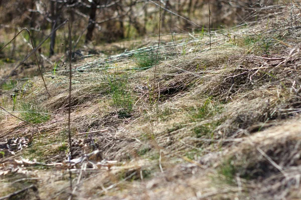 Зеленая Трава Растет Через Сухую Траву Весной Рядом Тобой — стоковое фото