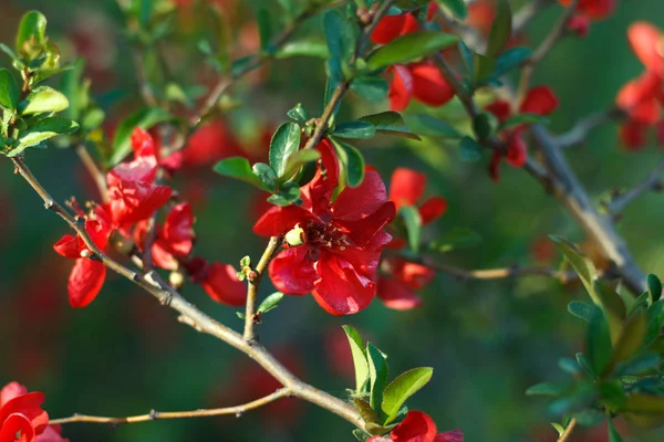 Gooseberry bush with red flowers — Stock Photo, Image