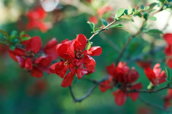Gooseberry bush with red flowers — Stock Photo, Image
