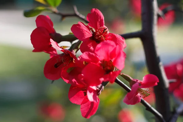 Blossoming fruit tree an apple-tree — Stock Photo, Image